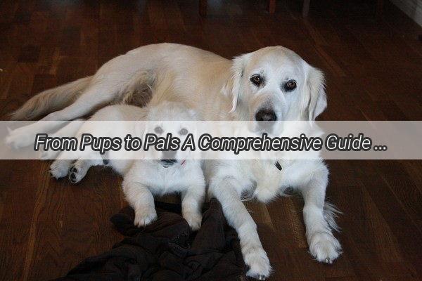 From Pups to Pals A Comprehensive Guide to Feeding Your Grown Dog